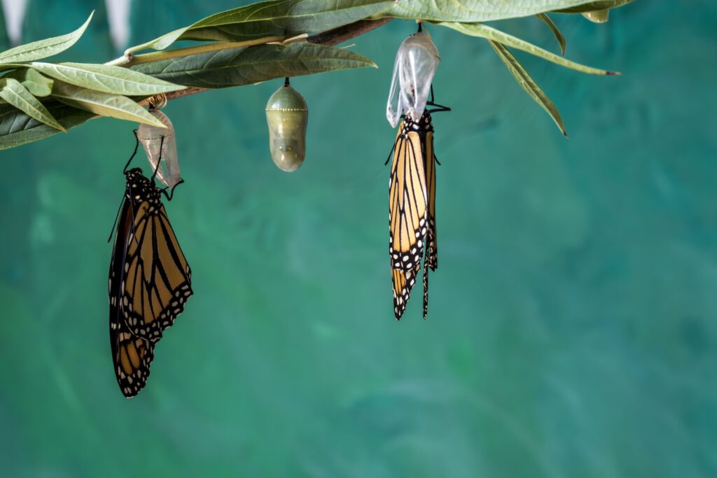 dos mariposas saliendo de su capullo
Cultivar merntalida de gratitud